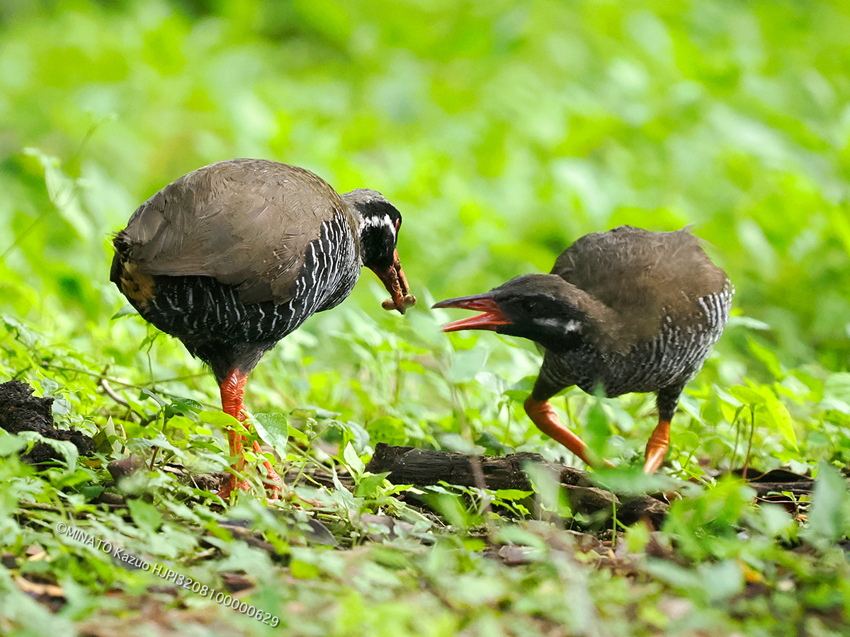 ヤンバルクイナ親仔