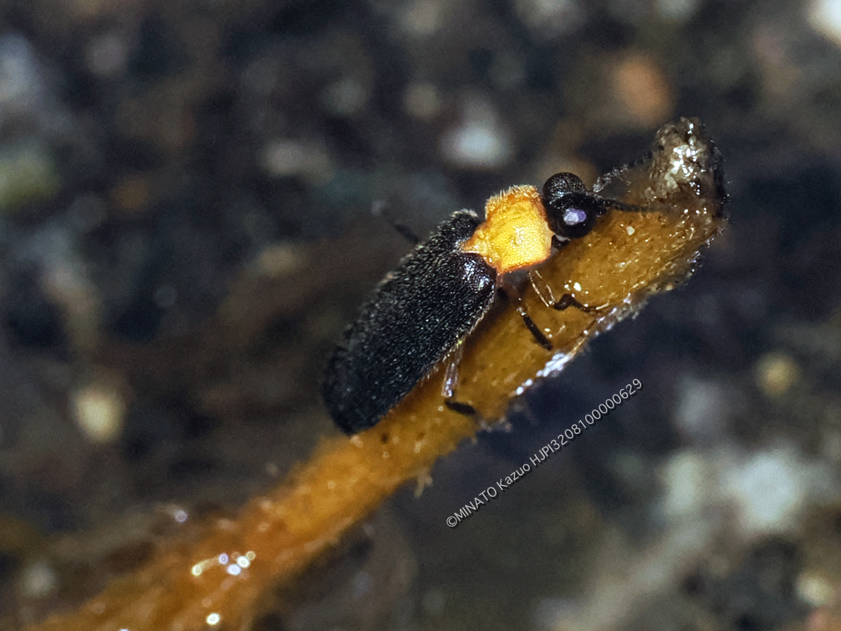 クロイワボタル