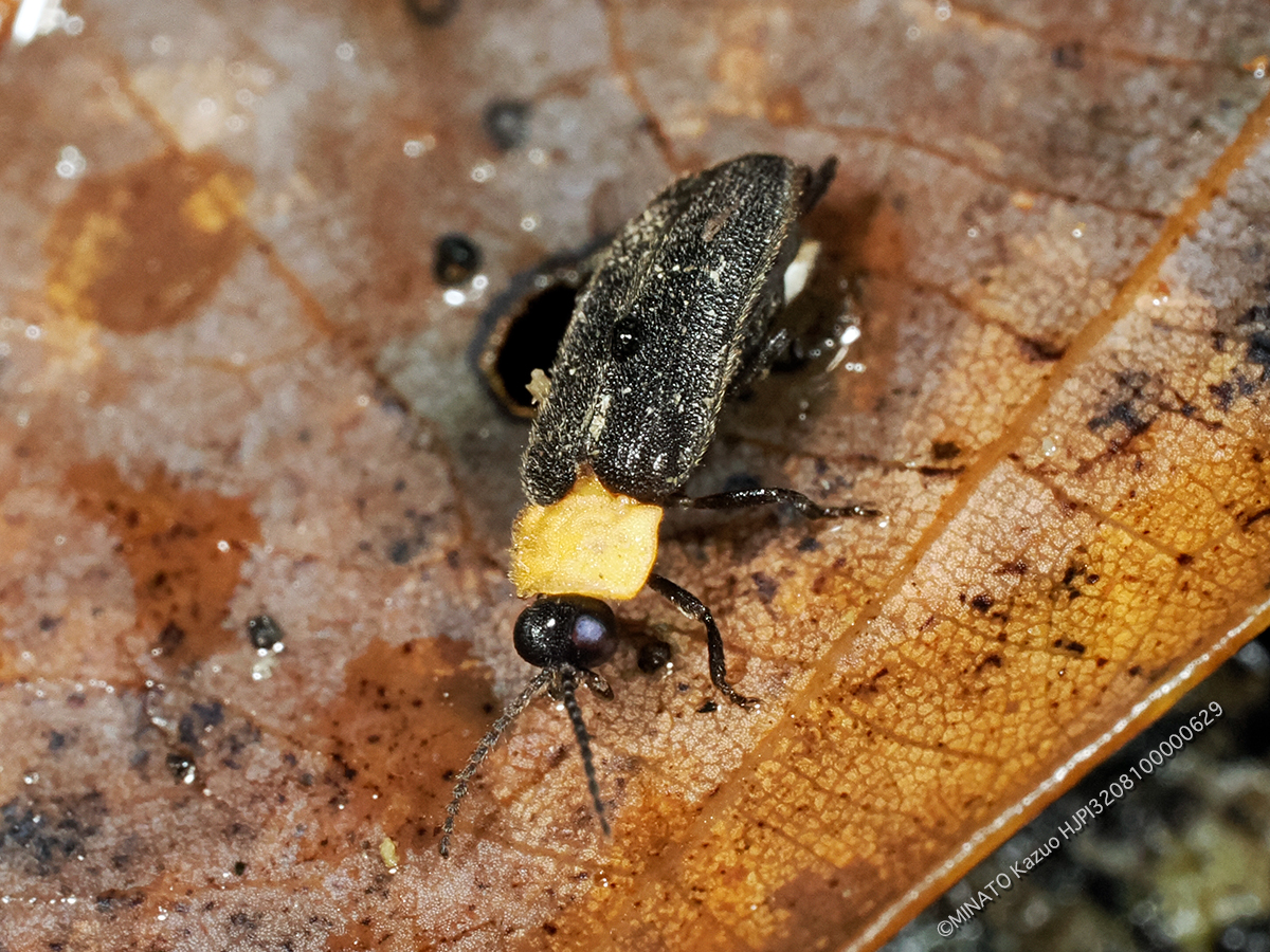 オキナワスジボタル