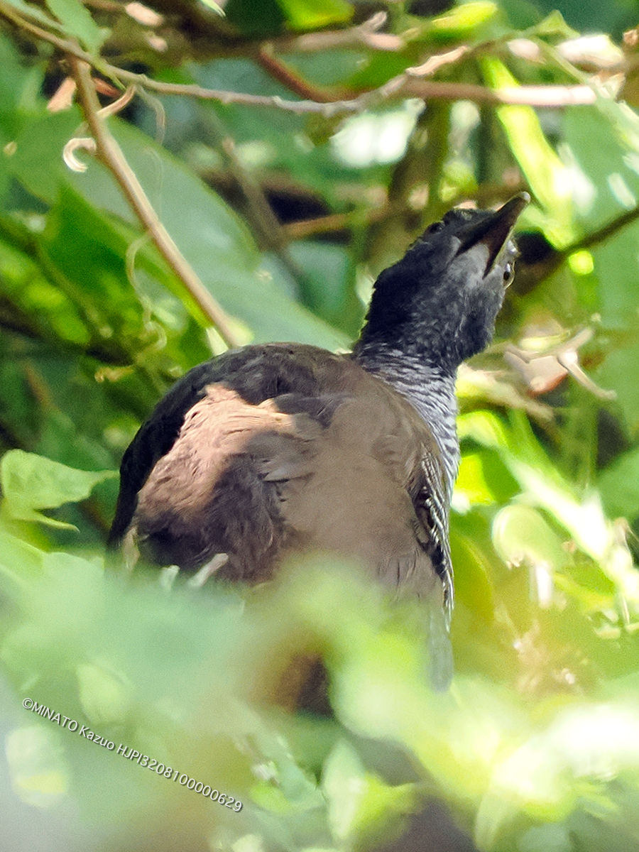 ヤンバルクイナ幼鳥