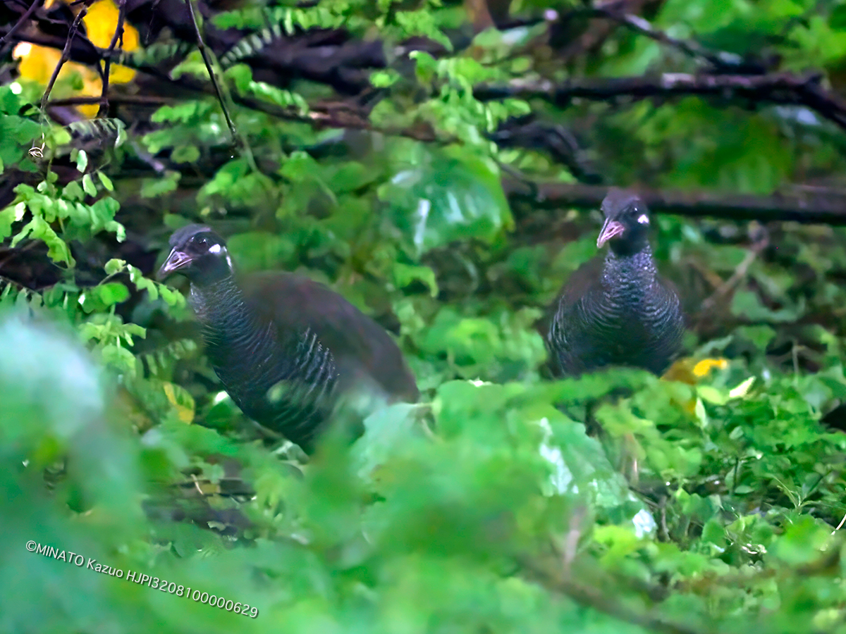 ヤンバルクイナ幼鳥