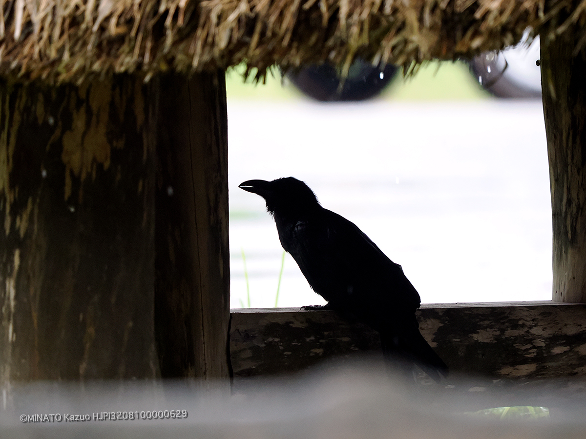 リュウキュウハシブトガラス