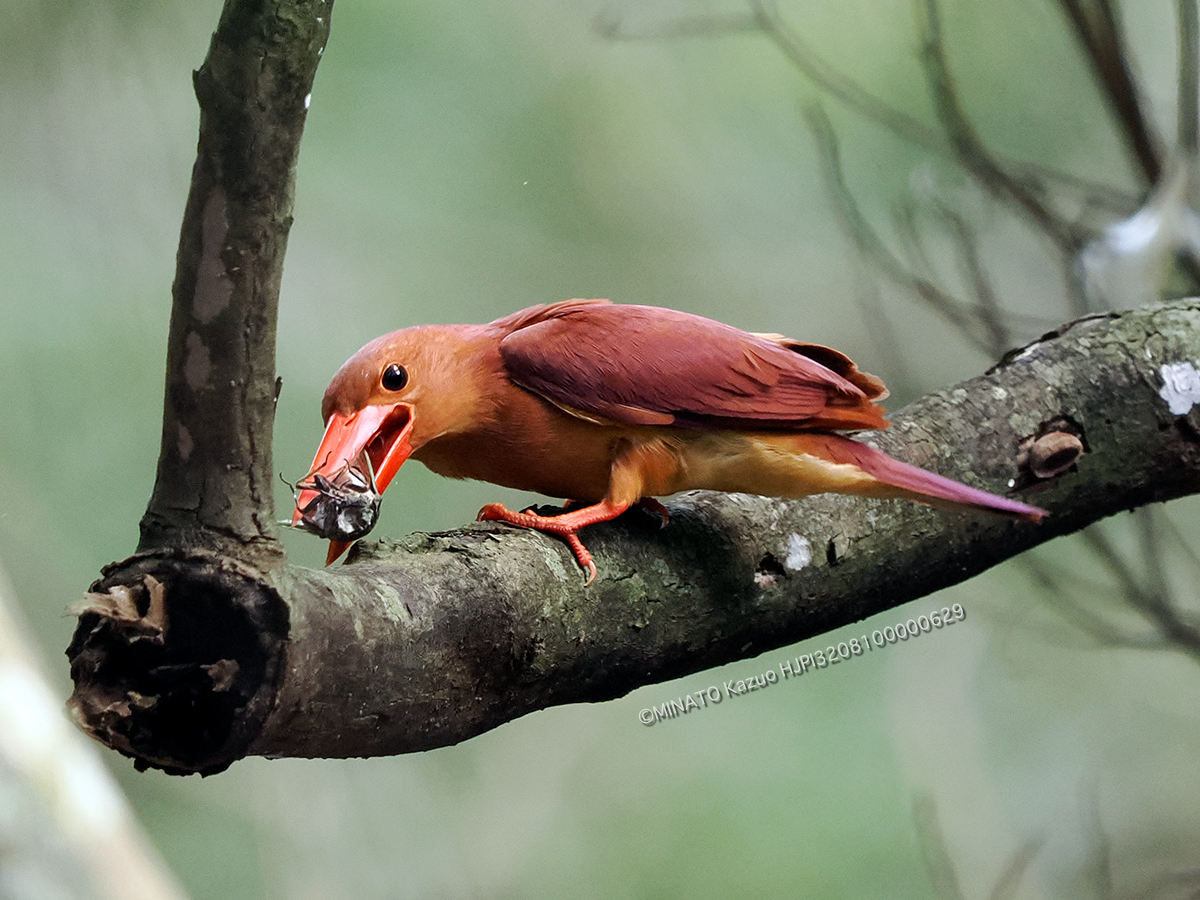 リュウキュウアカショウビン