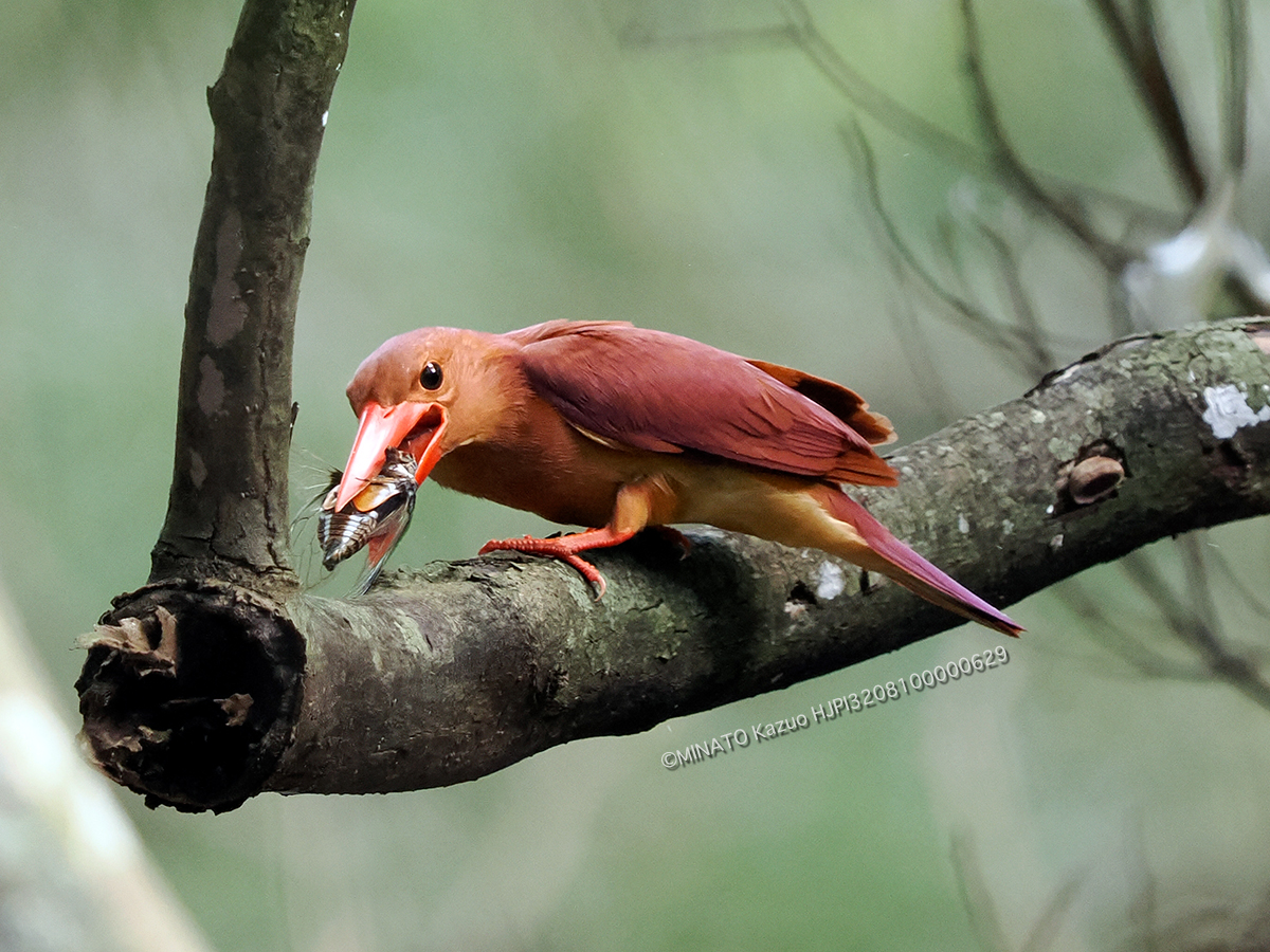 リュウキュウアカショウビン