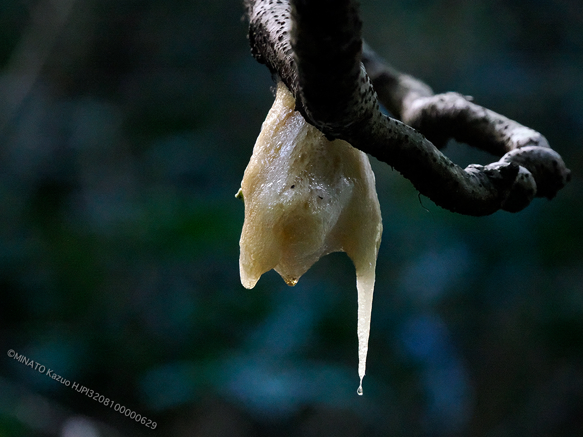 シロアゴガエル卵嚢