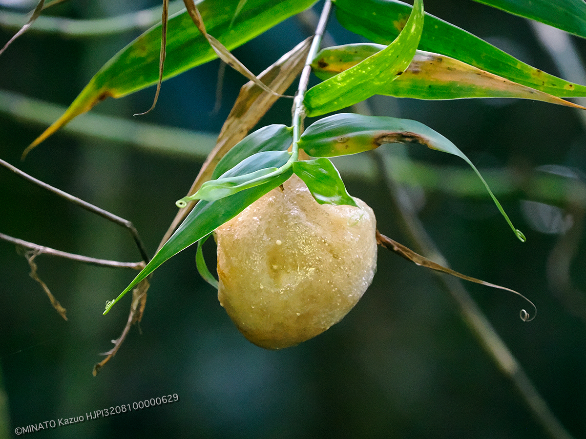 シロアゴガエル卵嚢