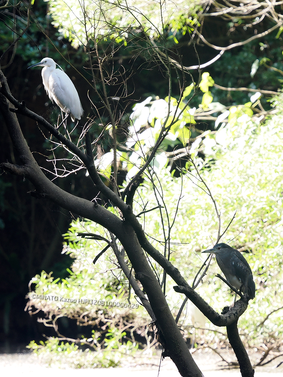 ゴイサギとコサギ