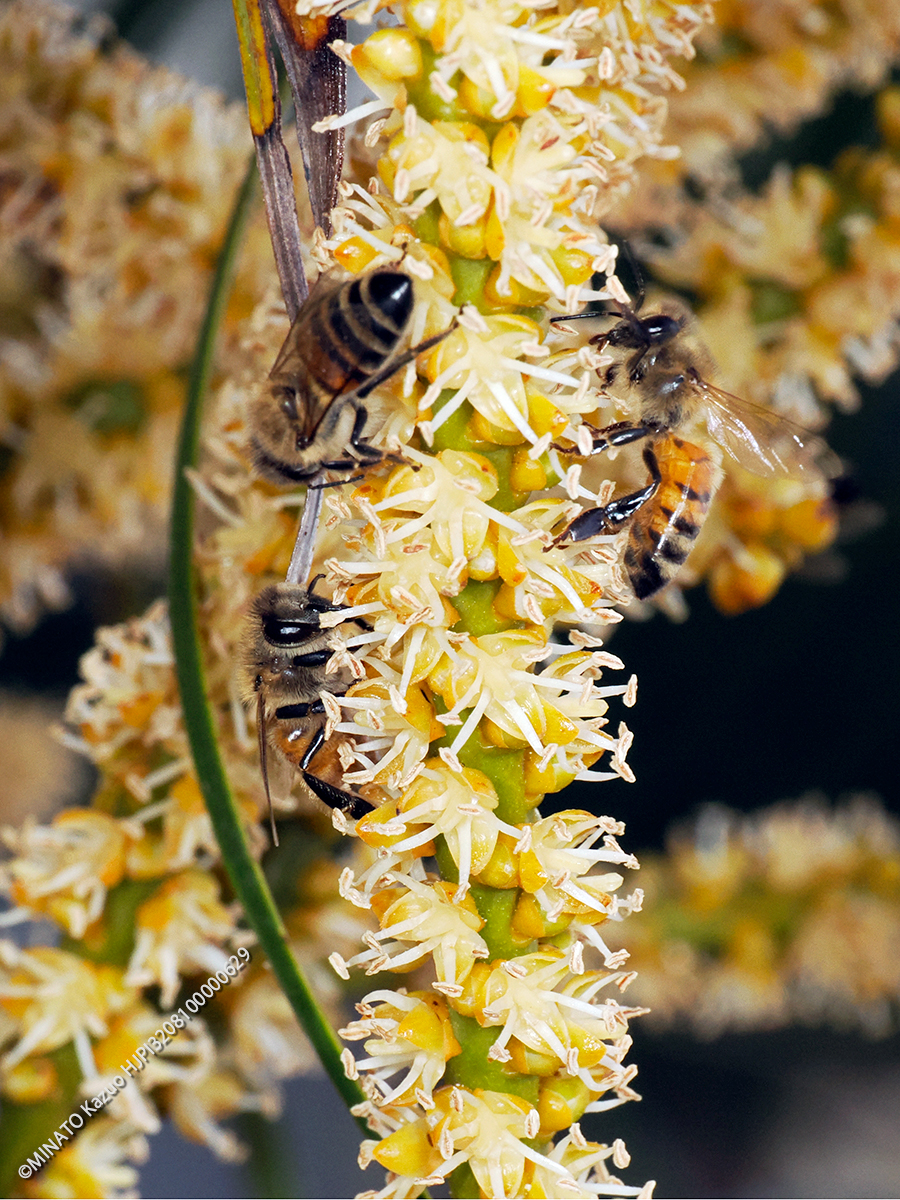アレカヤシに訪花したミツバチ