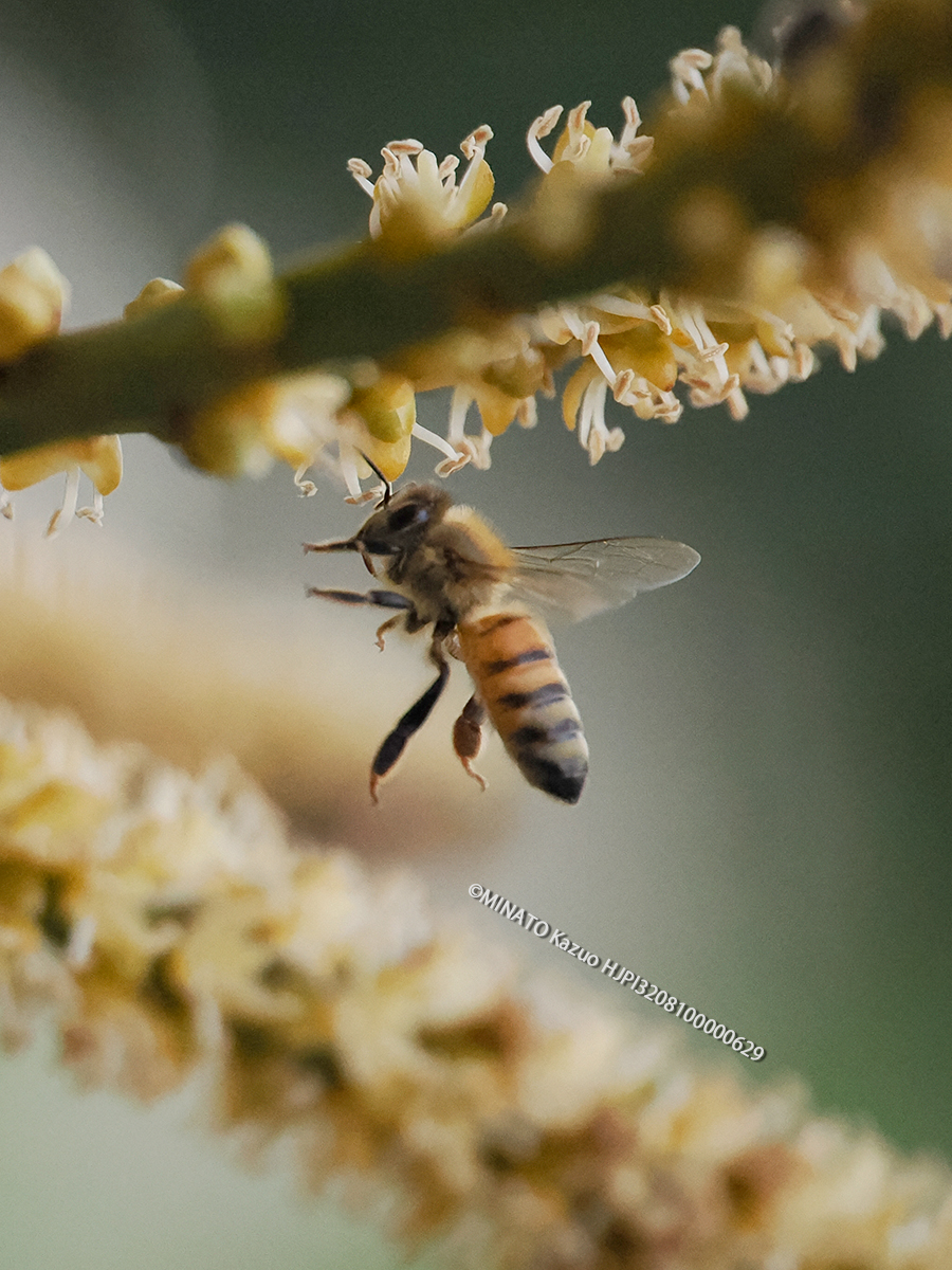 アレカヤシに訪花したミツバチ