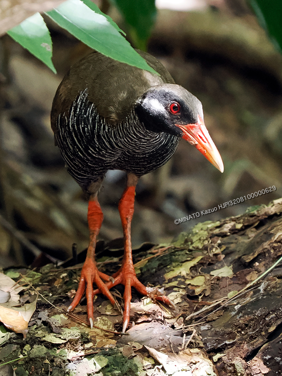 ヤンバルクイナ