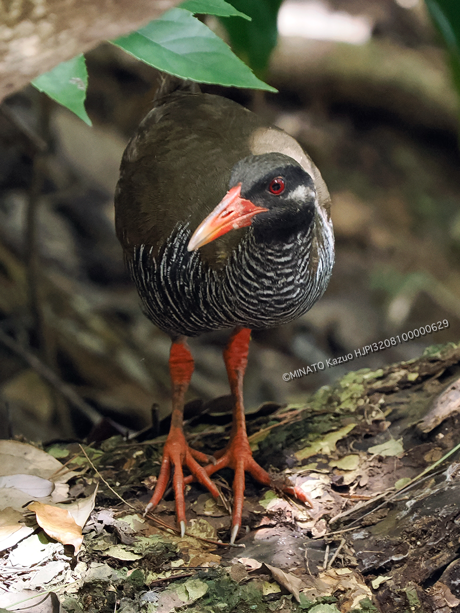 ヤンバルクイナ