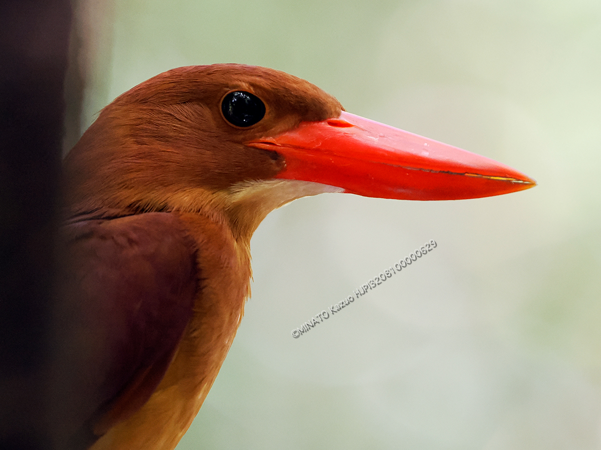 リュウキュウアカショウビン