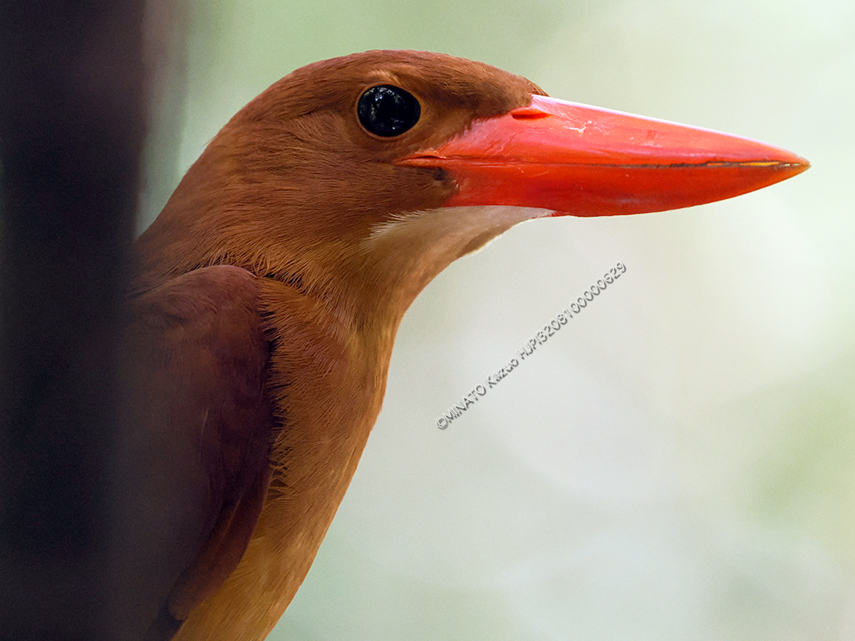 リュウキュウアカショウビン