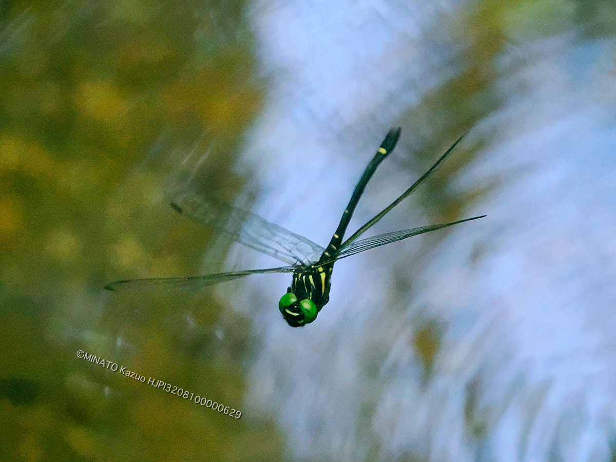 カラスヤンマ雄
