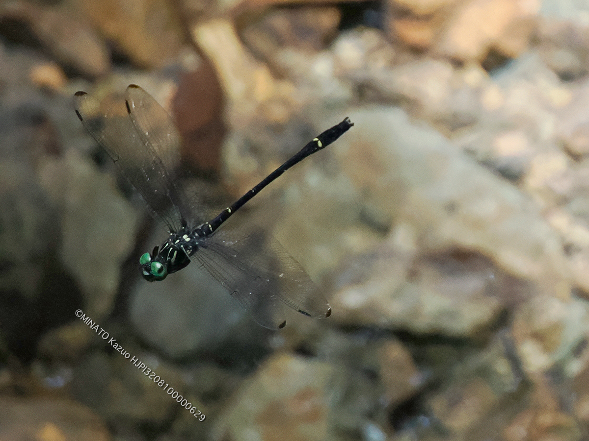 カラスヤンマ雄