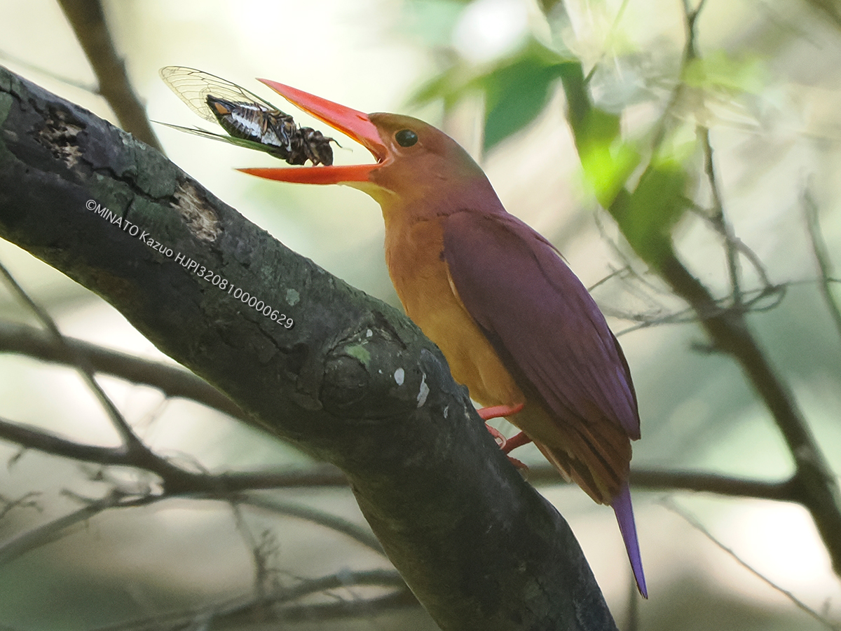 リュウキュウアカショウビン
