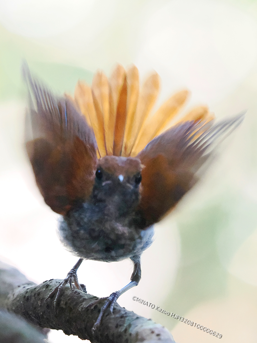 ホントウアカヒゲ雄幼鳥