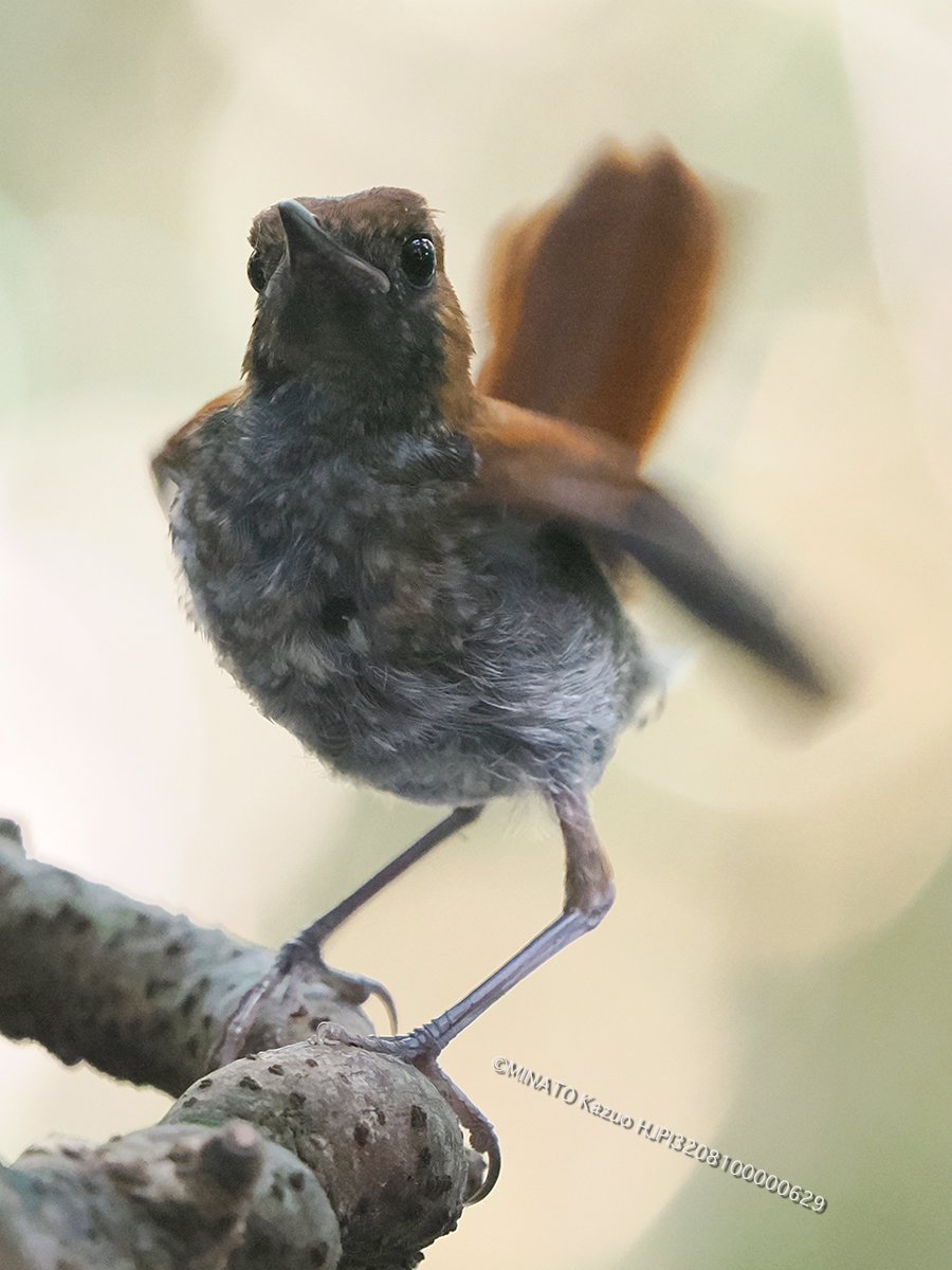 ホントウアカヒゲ雄幼鳥