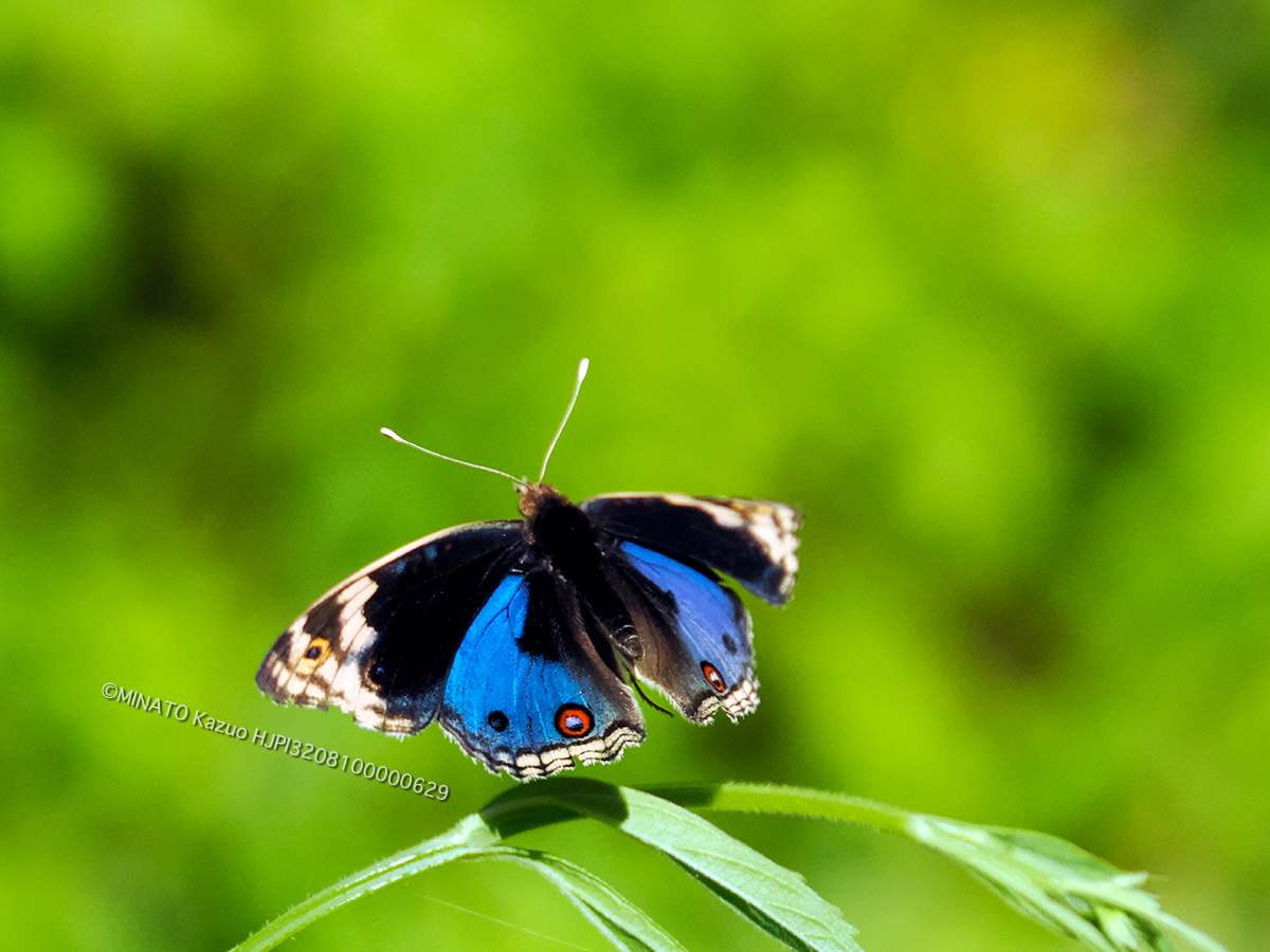 アオタテハモドキ雄
