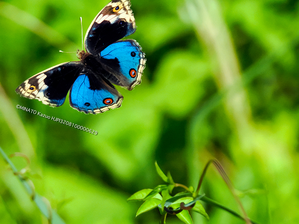 アオタテハモドキ雄