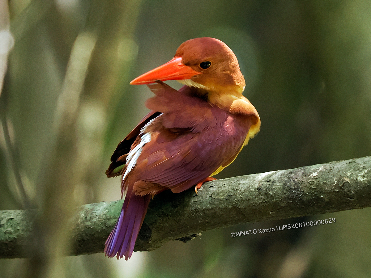 リュウキュウアカショウビン