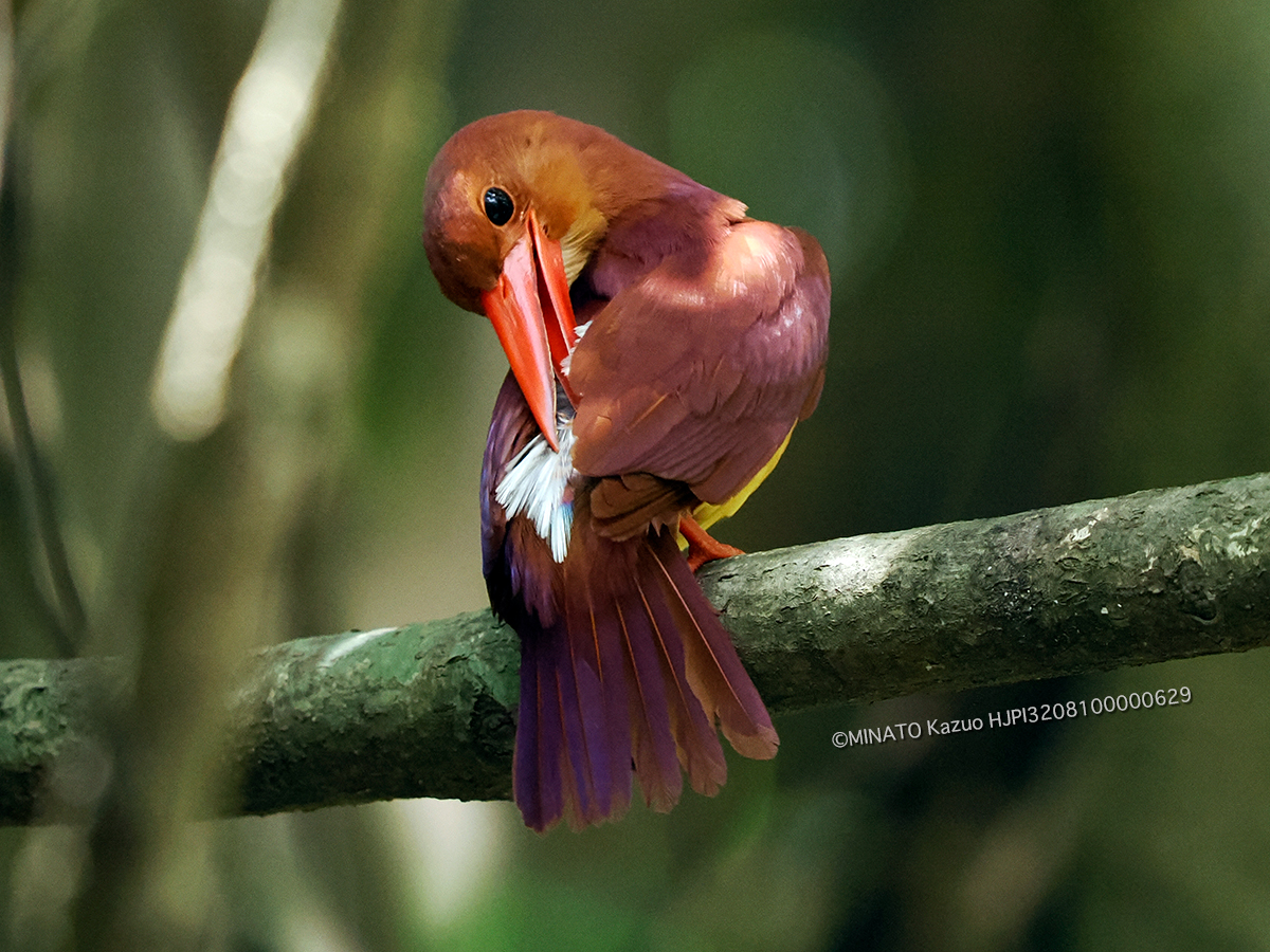リュウキュウアカショウビン