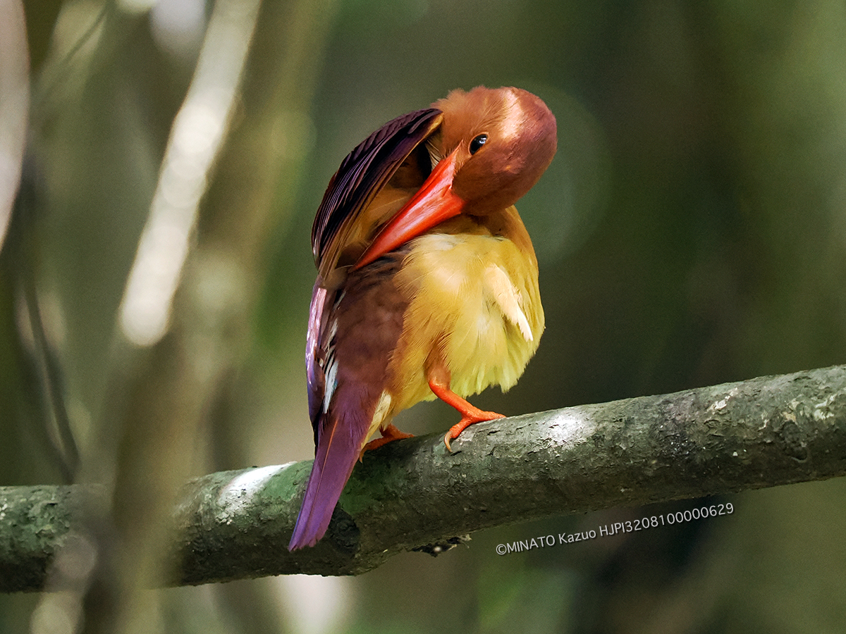 リュウキュウアカショウビン