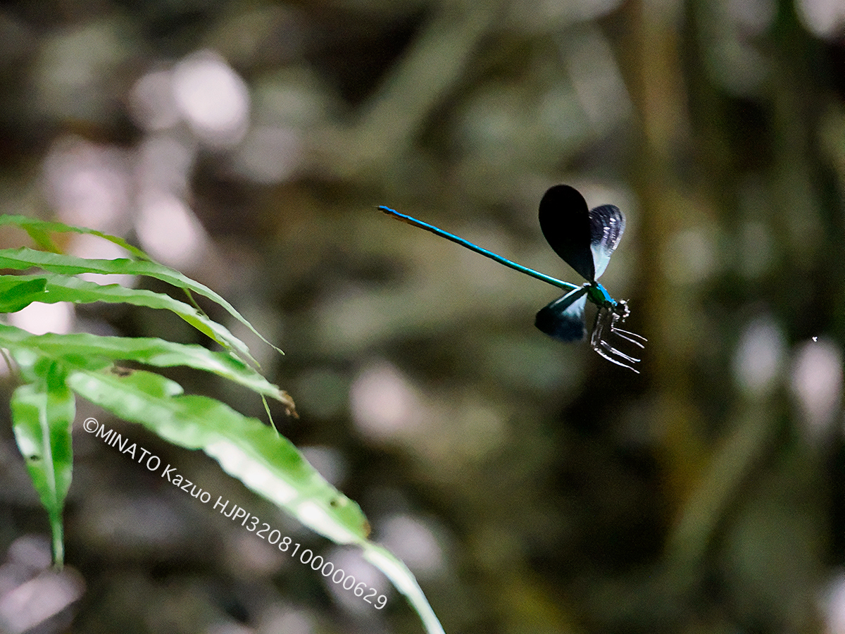 リュウキュウハグロトンボ雄