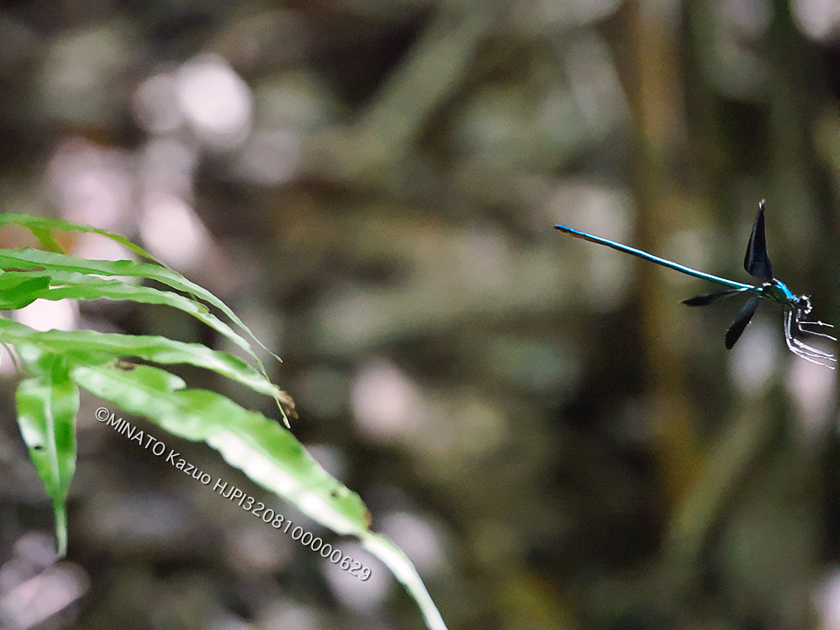 リュウキュウハグロトンボ雄
