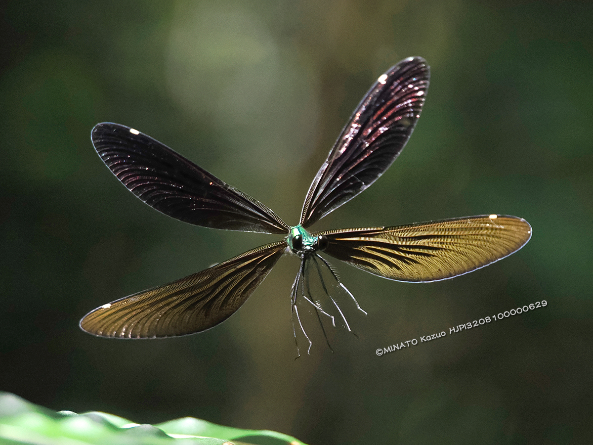 リュウキュウハグロトンボ雌