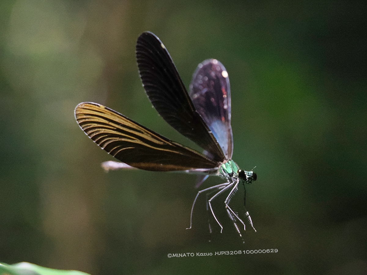 リュウキュウハグロトンボ雌
