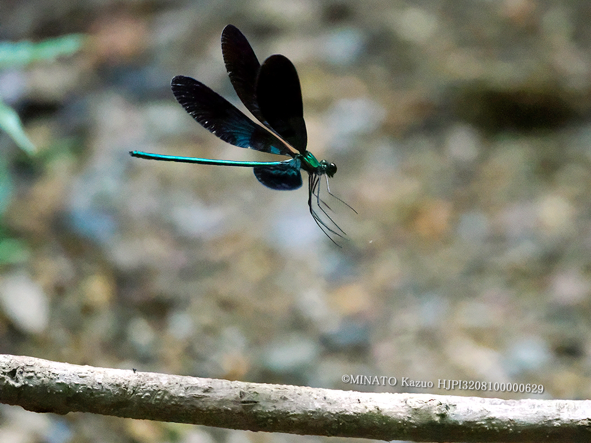 リュウキュウハグロトンボ雄