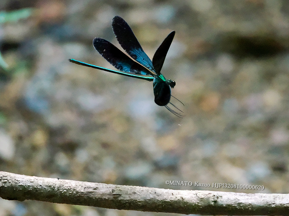 リュウキュウハグロトンボ雄