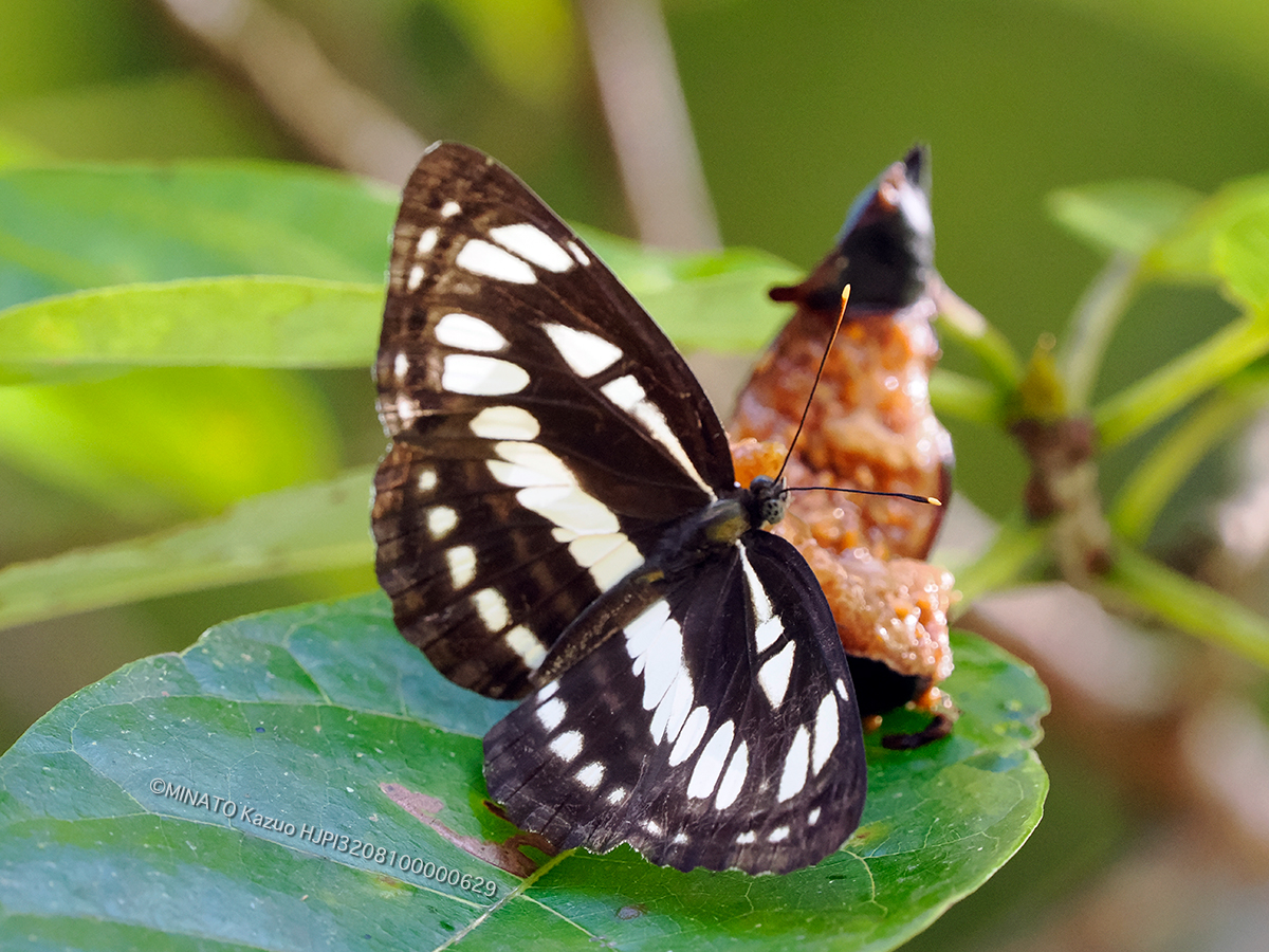 リュウキュウミスジ