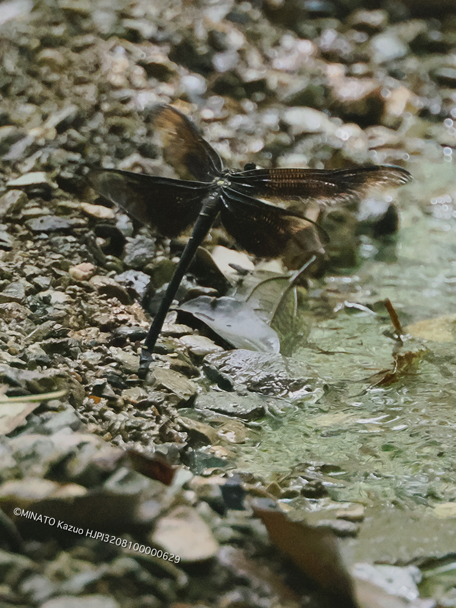 カラスヤンマ産卵