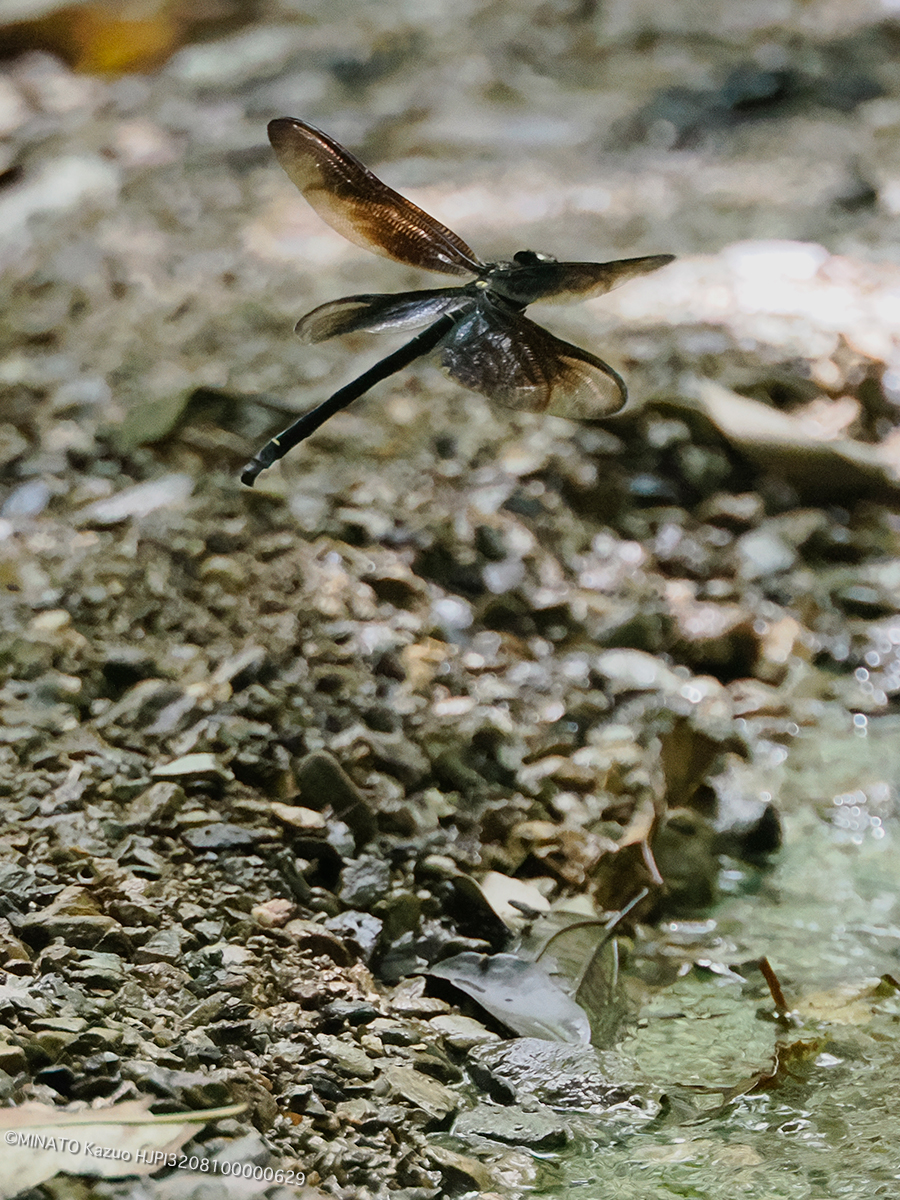 カラスヤンマ産卵