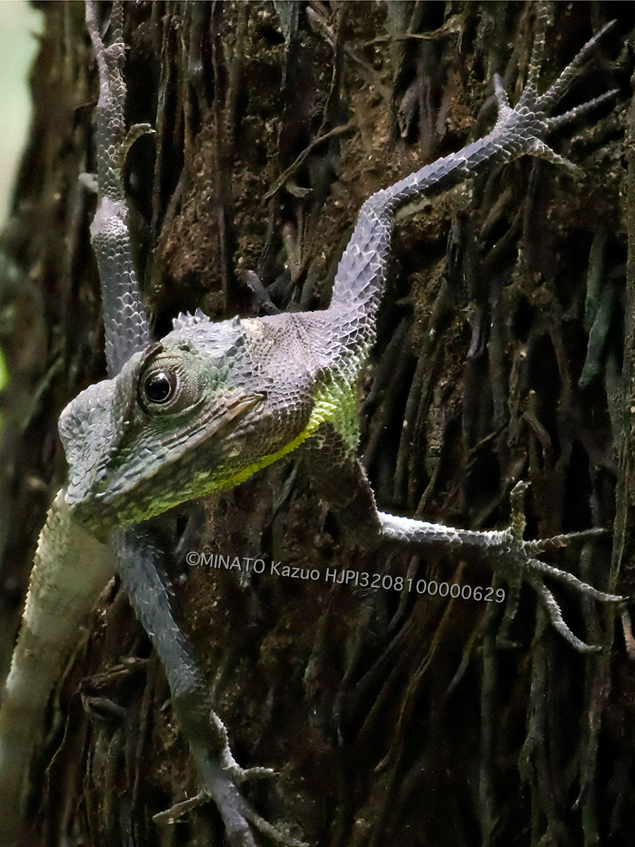オキナワキノボリトカゲ雄