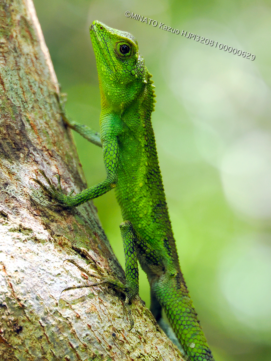 オキナワキノボリトカゲ雄