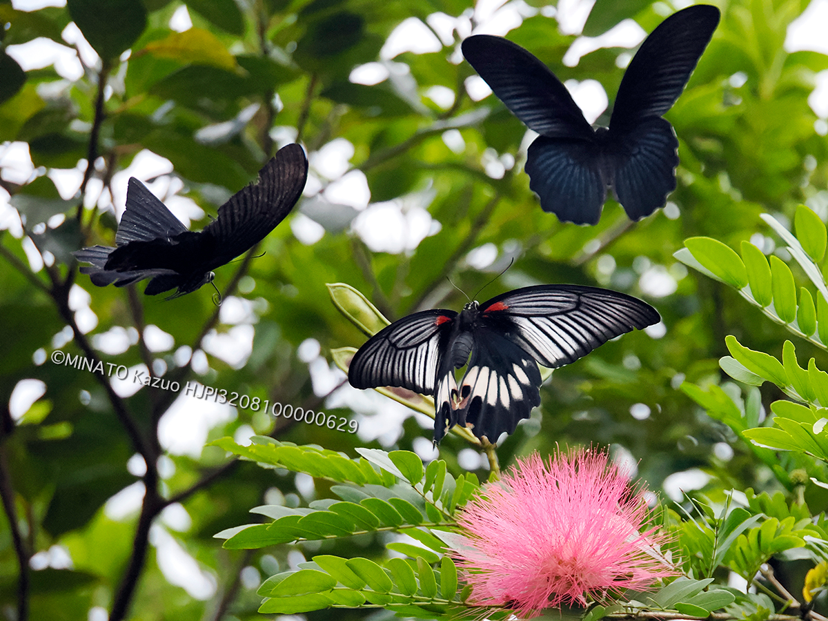 ナガサキアゲハ