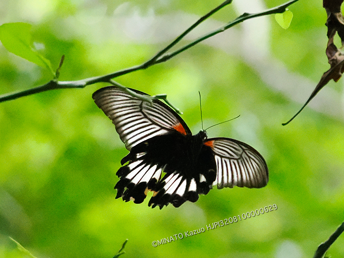 ナガサキアゲハ雌