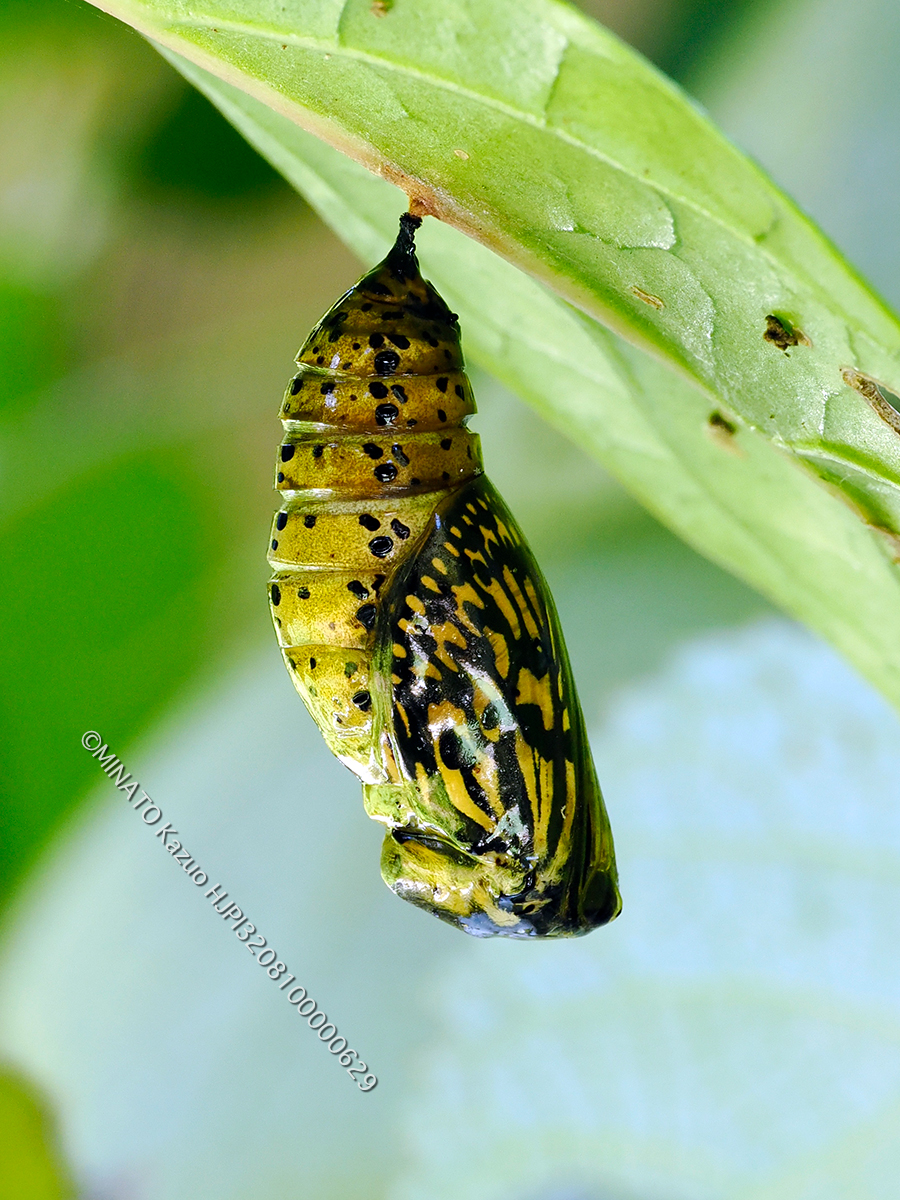 オオゴマダラ蛹