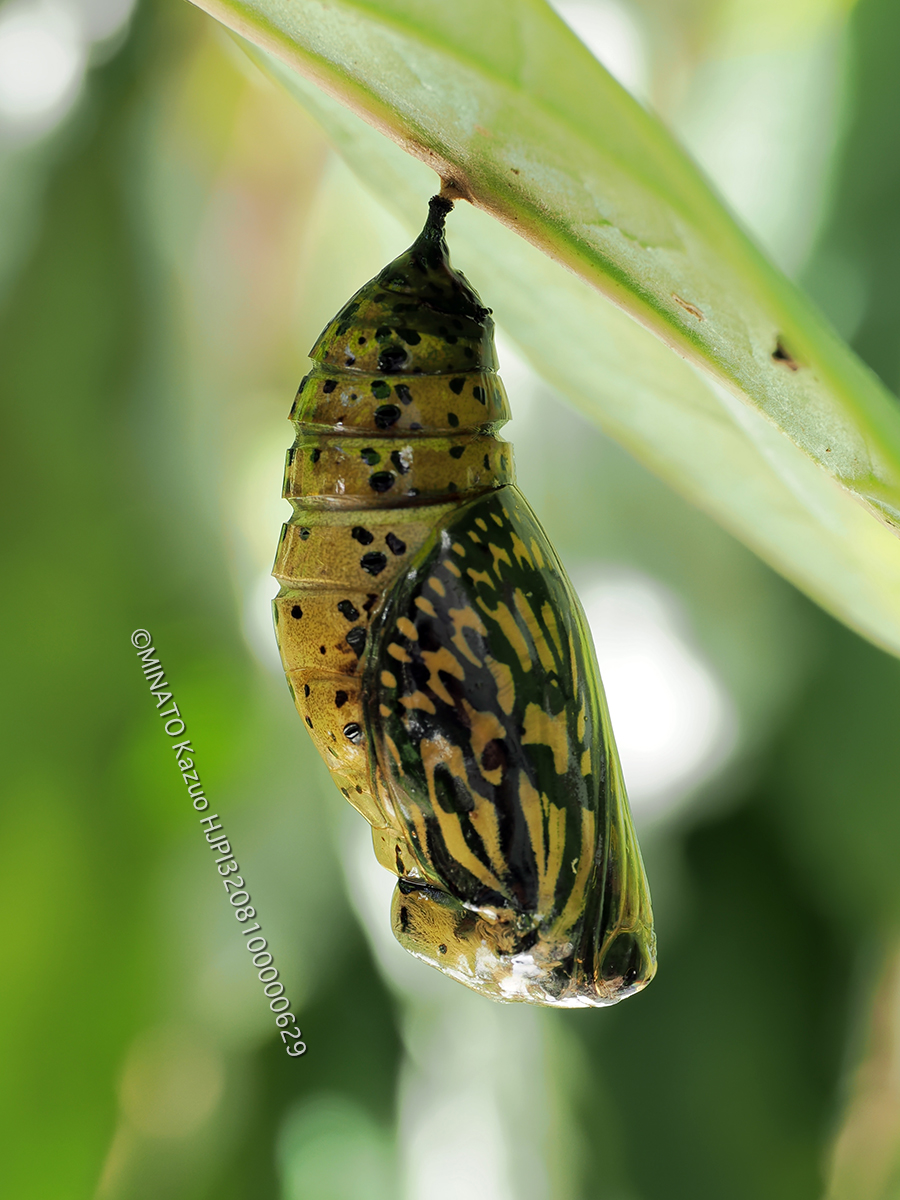 オオゴマダラ蛹