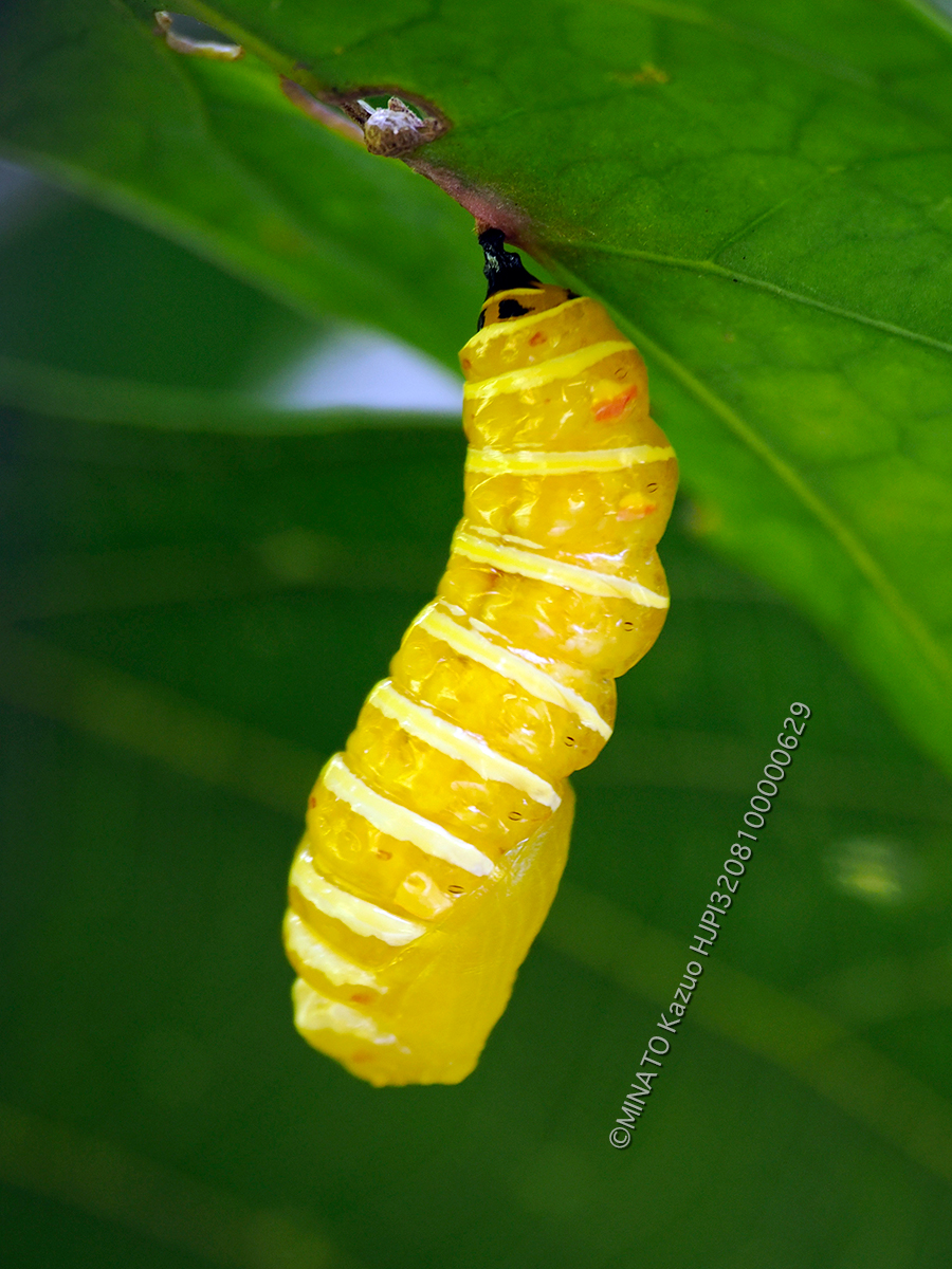 オオゴマダラ 前蛹