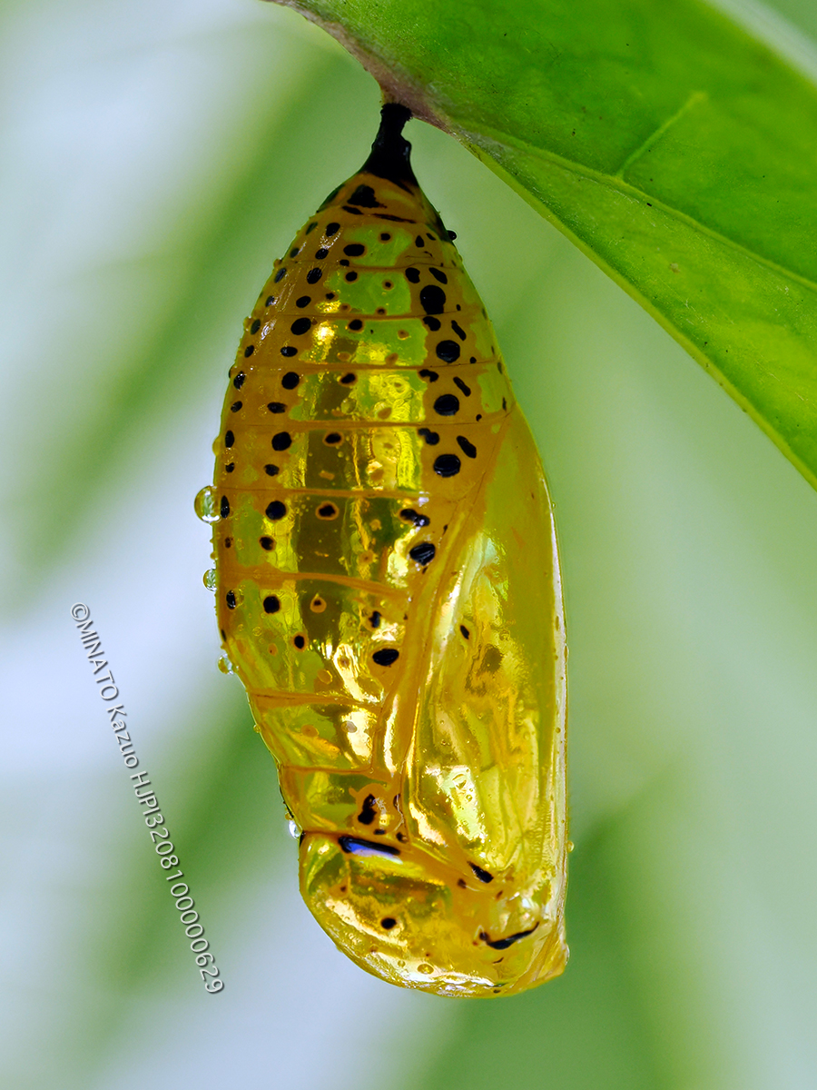 オオゴマダラ 蛹