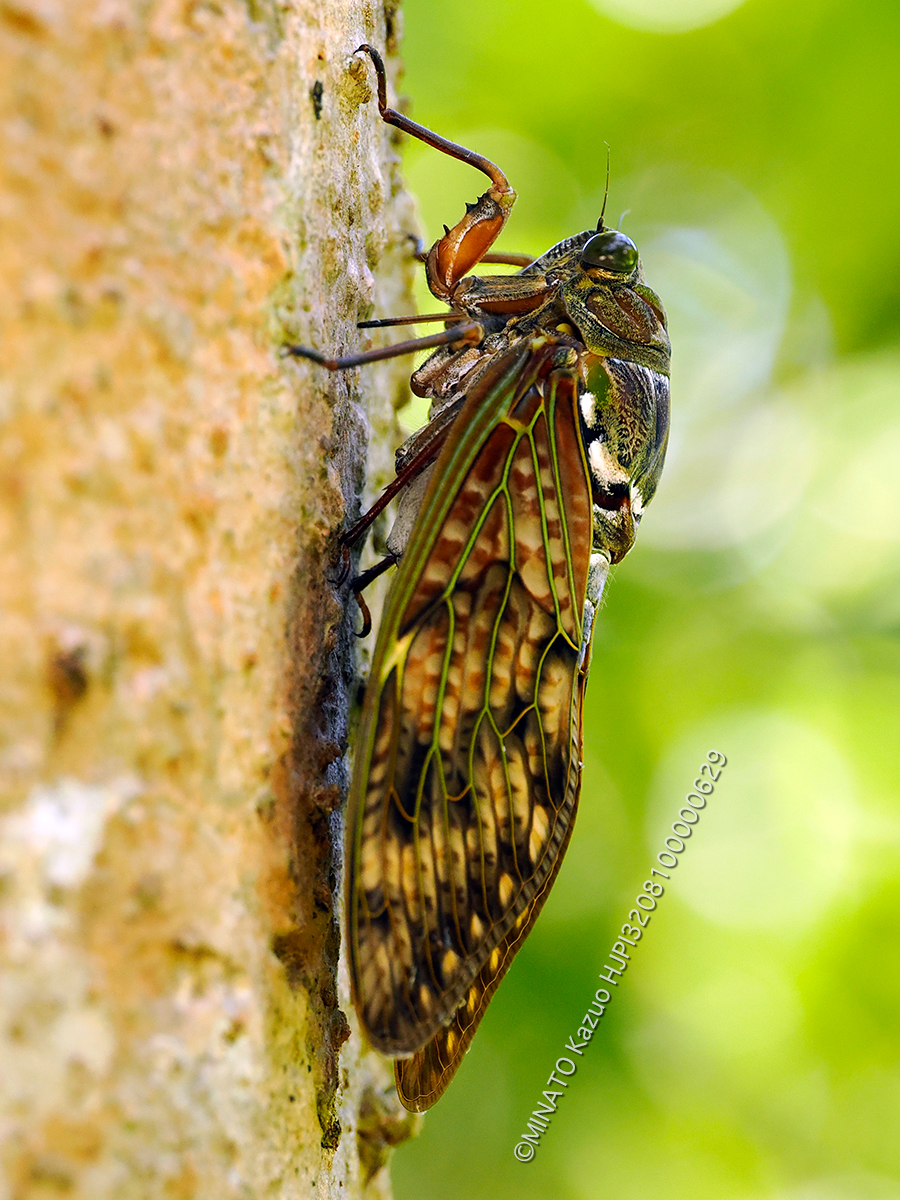 リュウキュウzブラゼミ