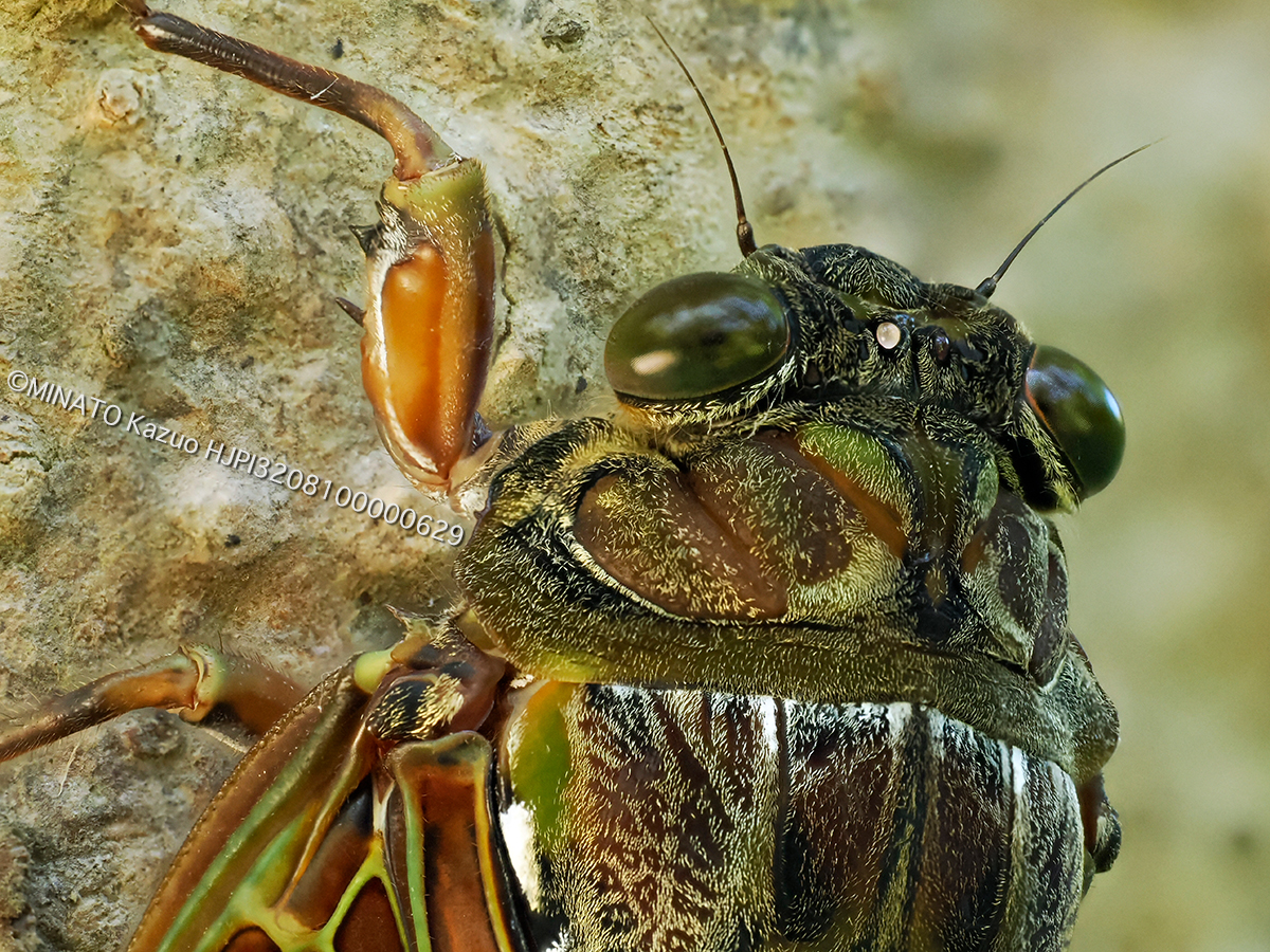 リュウキュウzブラゼミ