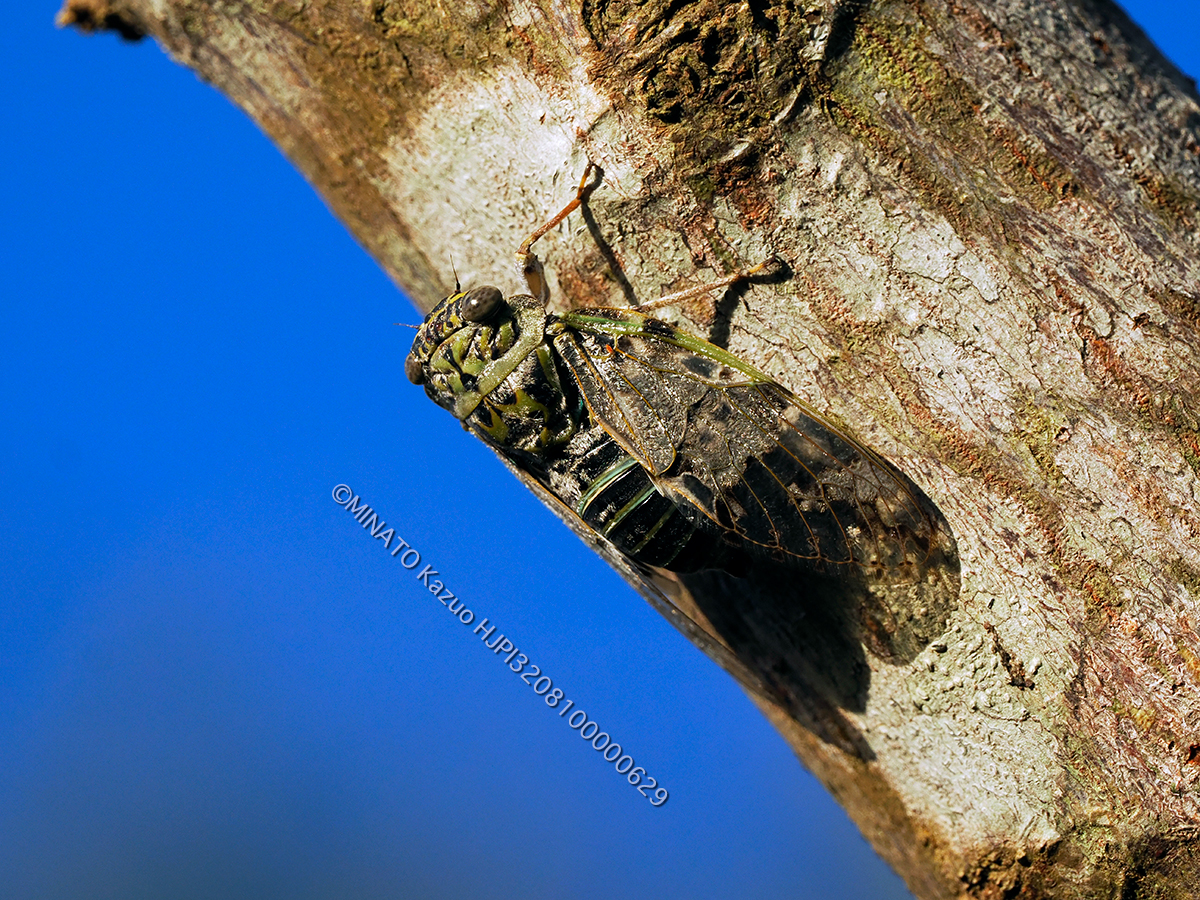 クロイワニイニイ