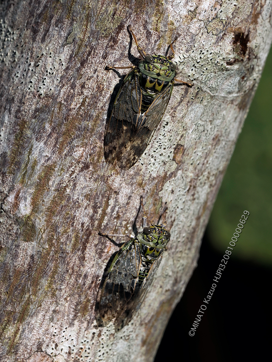 クロイワニイニイ