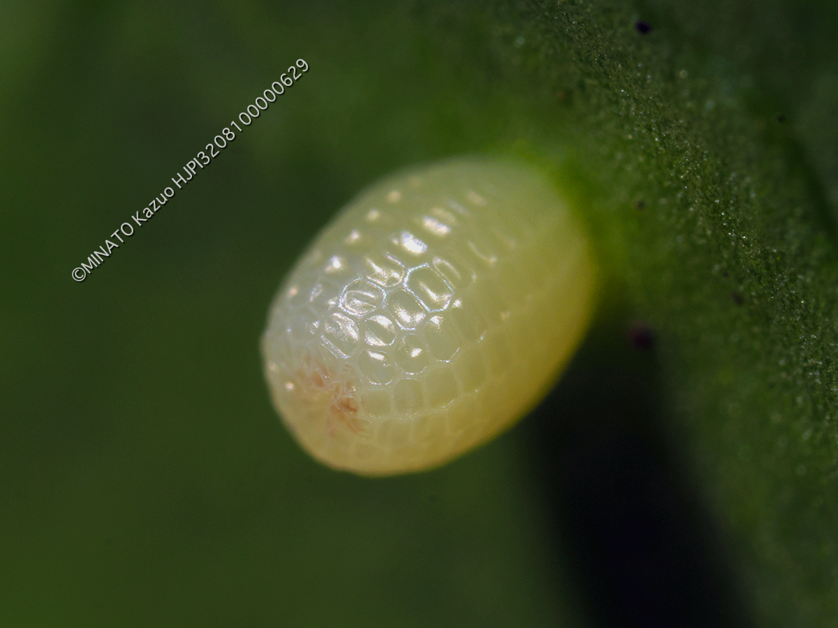 オオゴマダラ卵