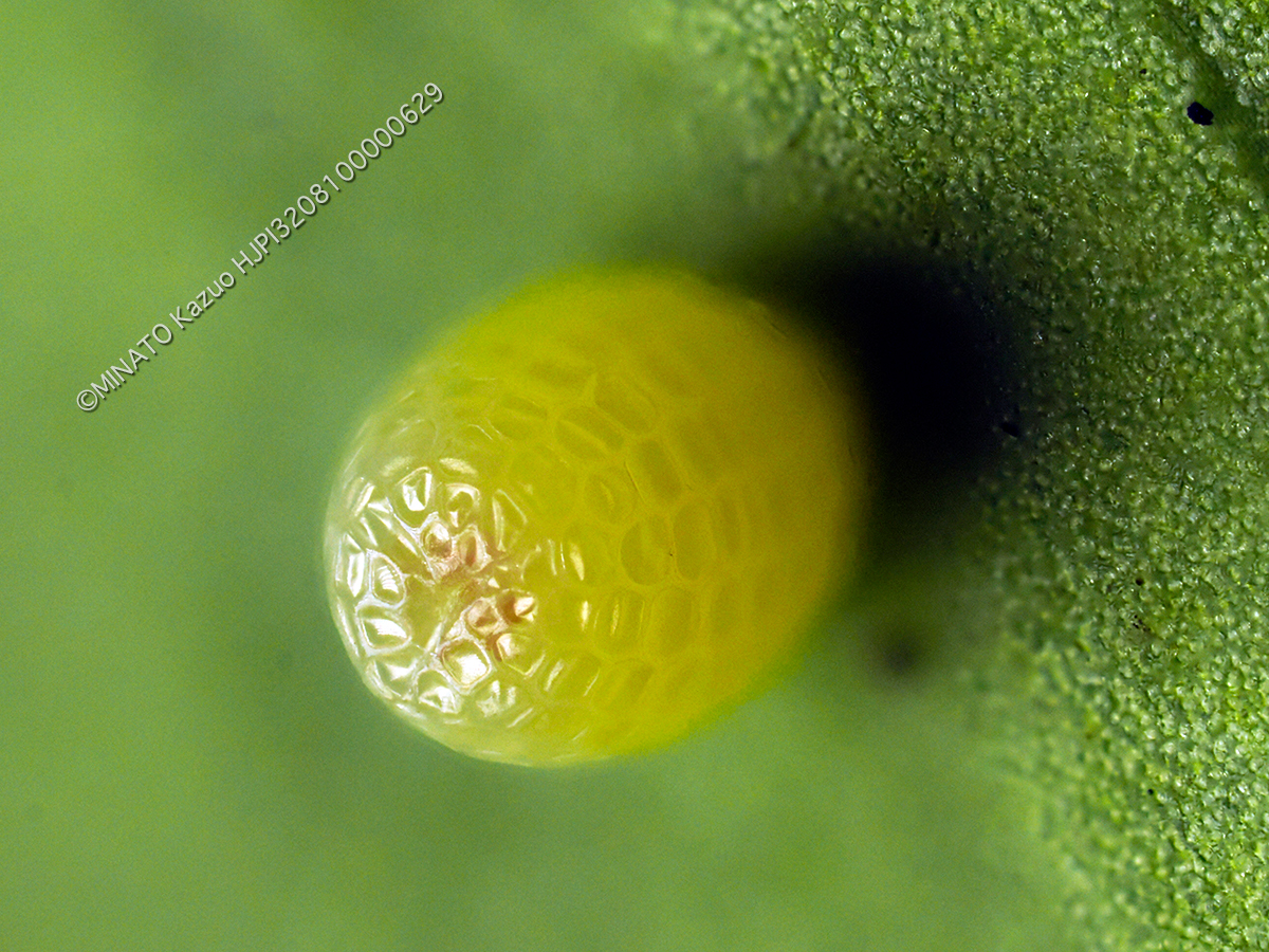 オオゴマダラ卵